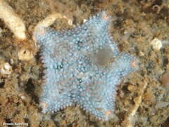 Asterina gibbosa