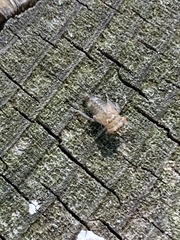 Cicadomorpha