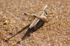 Platycleis albopunctata