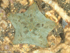 Asterina gibbosa