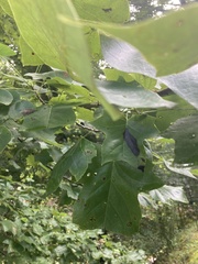 Acer nigrum