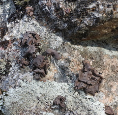 Umbilicaria polyrrhiza