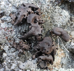 Umbilicaria polyrrhiza