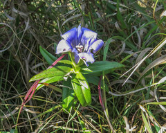Gentiana puberulenta
