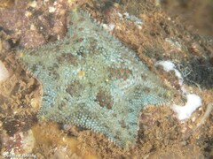 Asterina gibbosa