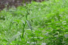 Symphytum officinale