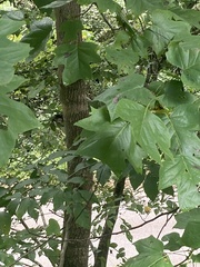 Acer nigrum