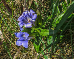 Gentiana puberulenta