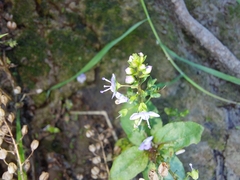 Veronica anagallis-aquatica