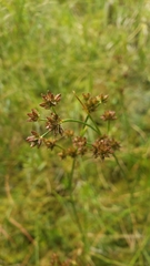 Juncus canadensis