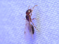 Pheidole pilifera