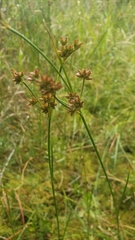 Juncus canadensis