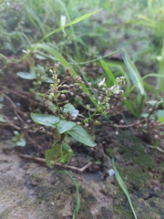 Veronica anagallis-aquatica
