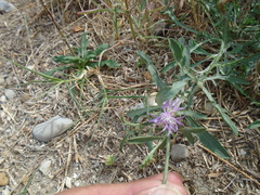 Centaurea aspera