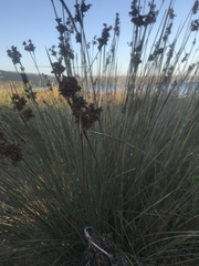 Juncus acutus