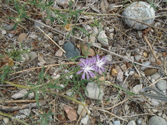 Centaurea aspera