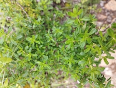 Clinopodium chilense