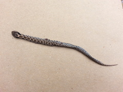 Heterodon platirhinos