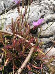 Drosera capensis