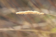 Anthoxanthum odoratum