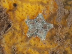 Asterina gibbosa
