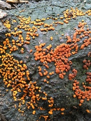 Amphilogia gyrosa