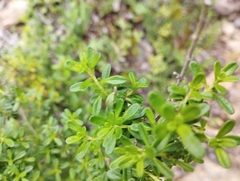 Clinopodium chilense