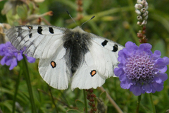 Parnassius phoebus