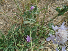 Centaurea aspera