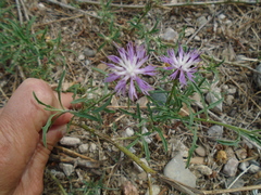 Centaurea aspera