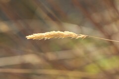 Anthoxanthum odoratum