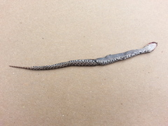 Heterodon platirhinos