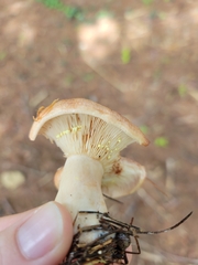 Lactarius vinaceorufescens