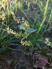 Veronica anagallis-aquatica