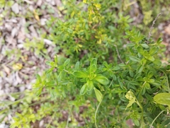 Clinopodium chilense