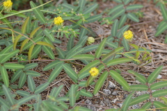 Neptunia pubescens