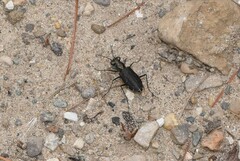 Cicindela punctulata punctulata