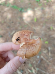 Lactarius vinaceorufescens
