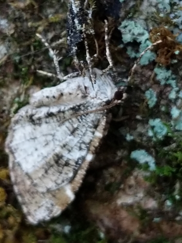 Shiny Gray Carpet Moth