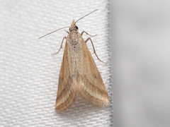 Microtheoris ophionalis