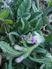 Ajuga iva iva