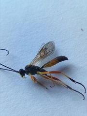 Pimpla rufipes