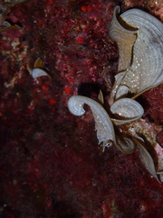 Padina pavonica