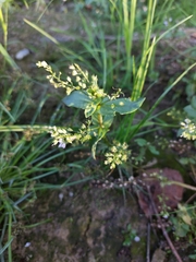 Veronica anagallis-aquatica