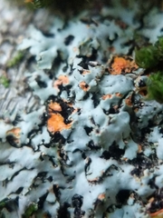 Phaeophyscia