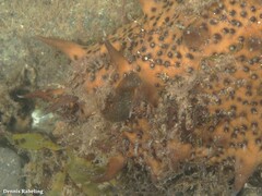 Holothuria arguinensis