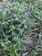 Ajuga iva iva