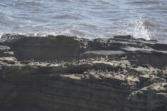 Calidris maritima