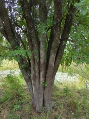 Pyrus communis