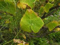Bryonia verrucosa image